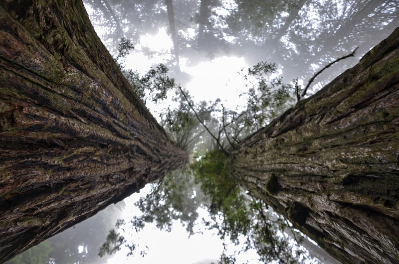 Redwood Forests