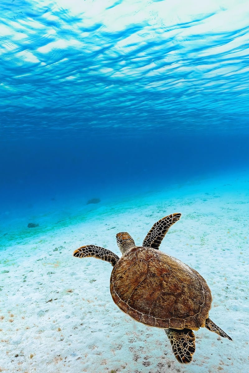 Coastal Sanctuary